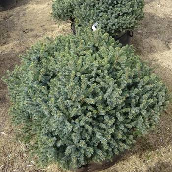 Ель канадская Picea glauca 'Echiniformis'