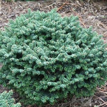 Пихта бальзамическая Abies balsamea  ‘Kiwi’