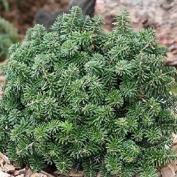 Пихта корейская Abies koreana  ‘Brillant’