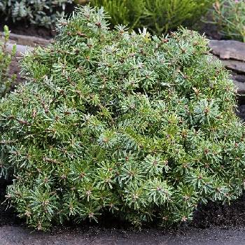 Пихта корейская Abies koreana  ‘Kristallkugel’