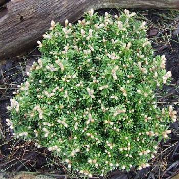 Пихта корейская Abies koreana  ‘Silberkugel’