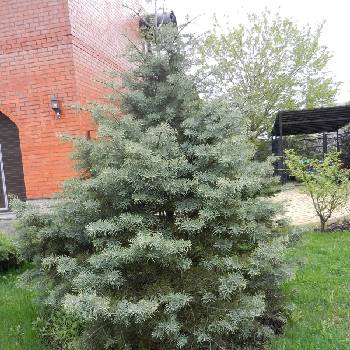 Пихта одноцветная Abies concolor