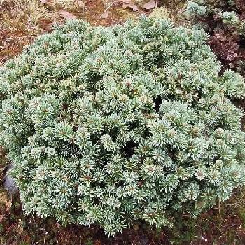 Пихта субальпийская Abies lasiocarpa ‘Logan Pass’