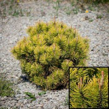 Сосна горная Golden Glow (Pinus mugo Golden Glow)