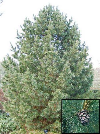 Сосна кедровая европейская (Pinus cembra)