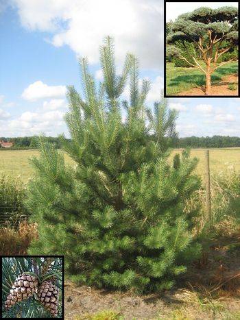 Сосна обыкновенная (Pinus sylvestris)