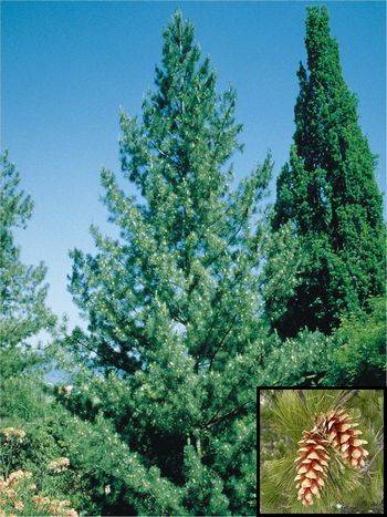 Сосна румелийская (Pinus peuce)