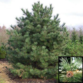 Сосна черная (Pinus nigra)