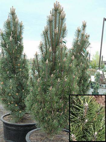 Сосна черная Komet (Pinus nigra Komet)