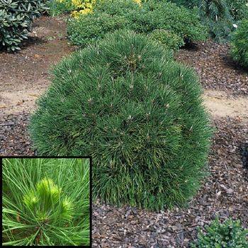 Сосна черная Spielberg (Pinus nigra Spielberg)