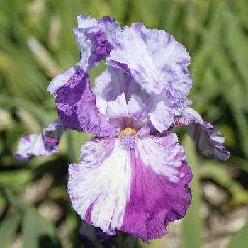 Ирис Iris Germanica ‘Shazam’