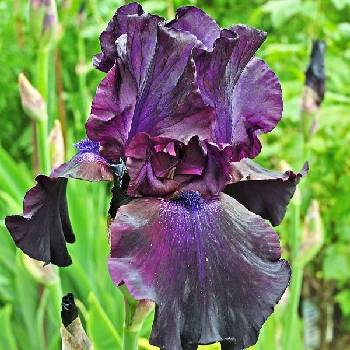 Ирис Iris Germanica ‘Superstition’ 