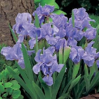 Ирис Iris Pumila ‘Azurea’