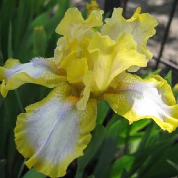 Ирис Iris Pumila ‘Easter’