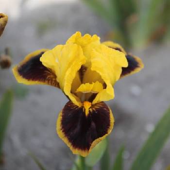 Ирис Iris Pumila ‘Hot’