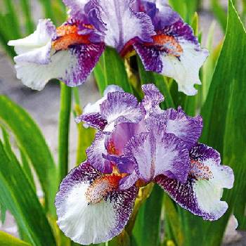 Ирис Iris Pumila ‘Sequel’