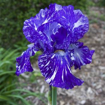 Ирис Iris Germanica ‘Batik’ 