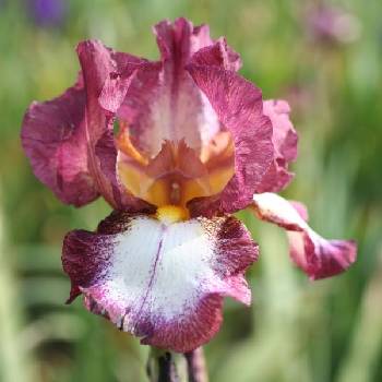 Ирис Iris Germanica ‘Crinoline’