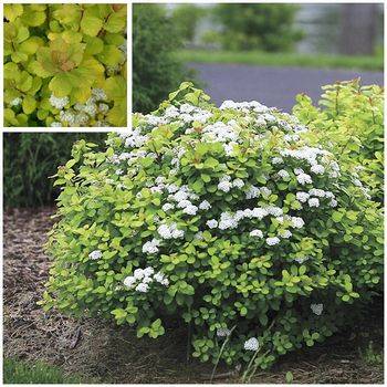 Спирея березолистная ‘Tor Gold’ Spiraea betulifolia ‘Tor Gold’