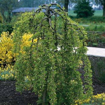 Акация древовидная ‘Pendula’ (Caragana arborescens ‘Pendula’)