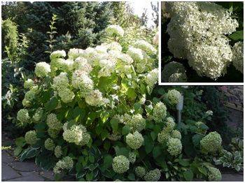 Гортензия древовидная ‘Annabelle’ Hydrangea arborescens ‘Annabelle’