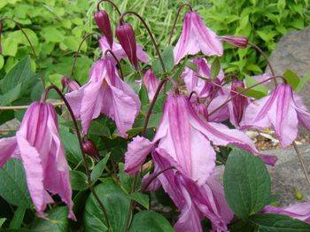 Клематис ‘Аленушка’ (Clematis ‘Alionushka’)