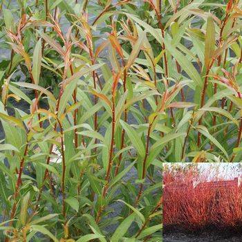 Ива ‘Flame’ Salix x ‘Flame’