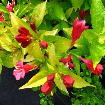 Вейгела гибридная ‘Looymansii Aurea’ Weigela hybridа ‘ Looymansii Aurea’