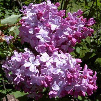 Сирень гиацинтовая ‘Esther Staley’ (Syringa hyjacintflorum ‘Esther Staley’)