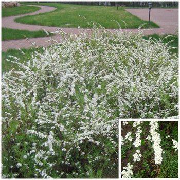 Спирея серая ‘Graciosa’ Spiraea cinerea ’Graciosa’