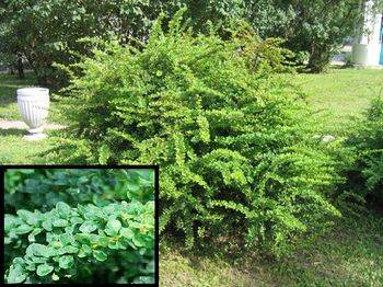 Барбарис Тунберга Грин Орнамент (Berberis thunberga Green Ornament)