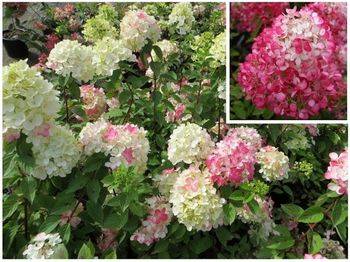 Гортензия метельчатая ‘Diamant Rouge’ Hydrangea paniculata ‘Diamant Rouge’