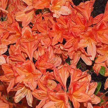 Азалия ‘Speak’s Orange’ (Azalea ‘Speak’s Orange’)