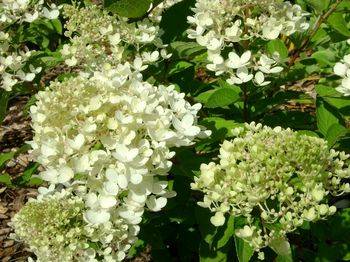 Гортензия метельчатая ‘Bombshell’ Hydrangea paniculata ‘Bombshell’