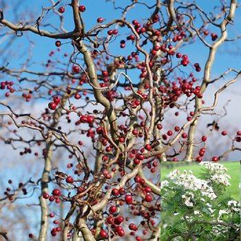 Боярышник однопестичный ‘Flexuosa’ (Crataegus monogyna ‘Flexuosa’)