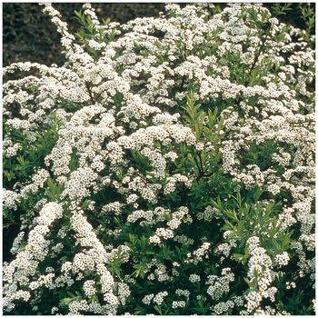 Спирея серая ‘Grefsheim’ Spiraea cinerea ‘Grefsheim’