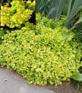 Барбарис Тунберга Голдалита (Berberis thunberga Goldalita)