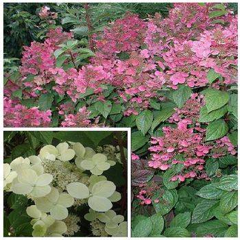 Гортензия метельчатая ‘Early Sensation’ Hydrangea paniculata ‘Early Sensation’