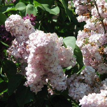 Сирень обыкновенная ‘HORTENSJA’ (Syringa vullgaris ‘HORTENSJA’)