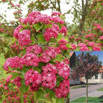 Боярышник средний ‘Paul’s Scarlet’ (Crataegus media ‘Paul’s Scarlet’)