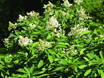 Гортензия метельчатая ‘Living Mathilde’ Hydrangea paniculata ‘Living Mathilde’