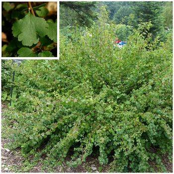 Спирея трехлопастная Spiraea trilobata