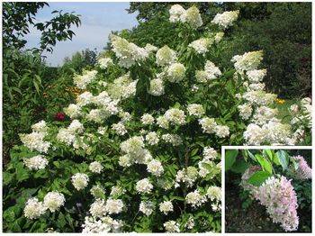 Гортензия метельчатая ‘Grandiflora’ Hydrangea paniculata ‘Grandiflora’