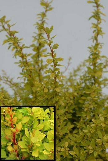 Барбарис Тунберга Голден Дрим (Berberis thunbergii Golden Dream)