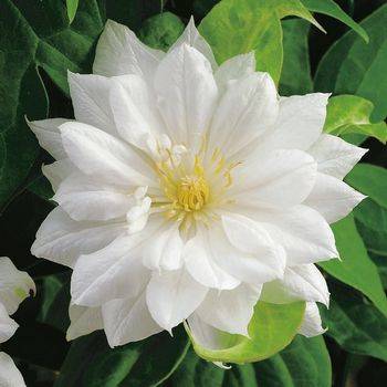 Клематис ‘Duchess of Edinburgh’ (Clematis ‘Duchess of Edinburgh’)