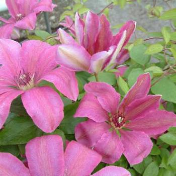 Клематис ‘Debutante’ (Clematis ‘Debutante’)