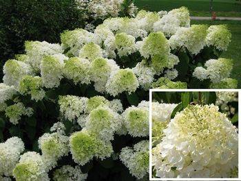 Гортензия метельчатая ‘Silver Dollar’ Hydrangea paniculata ‘Silver Dollar’