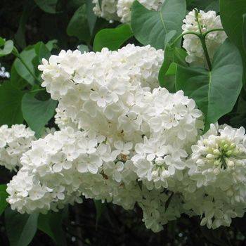 Сирень обыкновенная ‘Jan van Tol’ (Syringa vulgaris ‘Jan van Tol’)