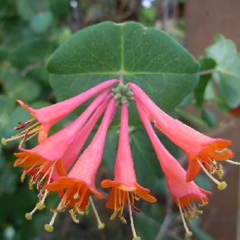 Жимолость Брауна ‘Dropmore Scarlet’ (Lonicera brownii ‘Dropmore Scarlet’)