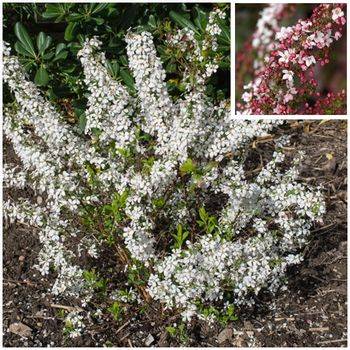 Спирея тунберга’ Fujino Pink’ Spiraea thunbergii ‘Fujino Pink’